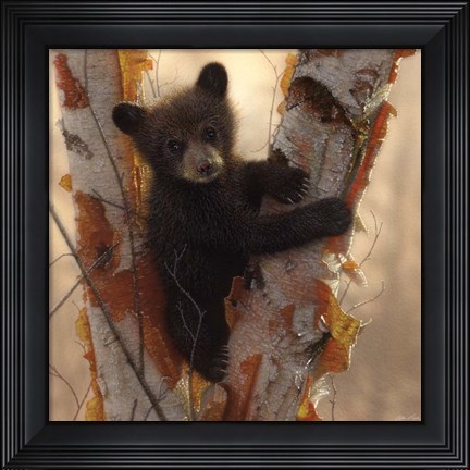 Framed Curious Cub I Print