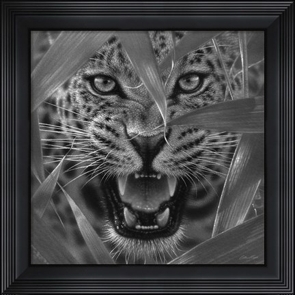 Framed Jaguar - Ambush - B&amp;W Print