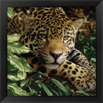 Framed Jaguar - At Rest Print