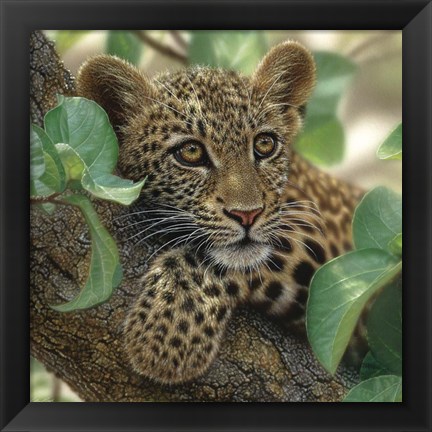 Framed Leopard Cub - Tree Hugger Print