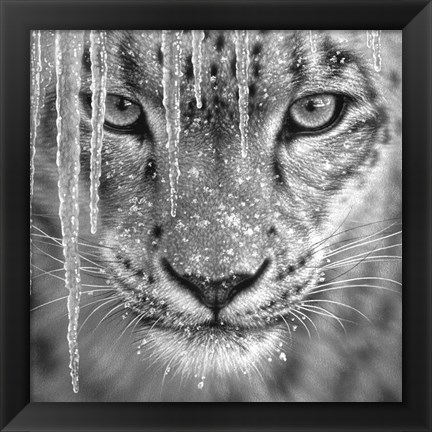 Framed Snow Leopard - Blue Ice - B&amp;W Print