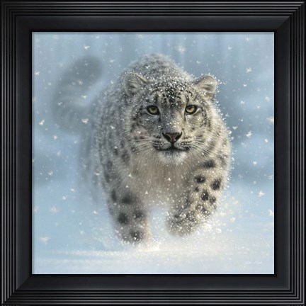 Framed Snow Leopard - Snow Ghost Print