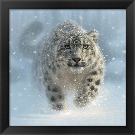 Framed Snow Leopard - Snow Ghost Print