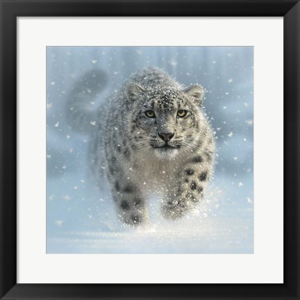 Framed Snow Leopard - Snow Ghost Print