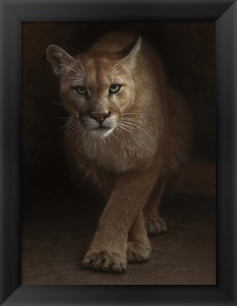 Framed Cougar - Emergence Print