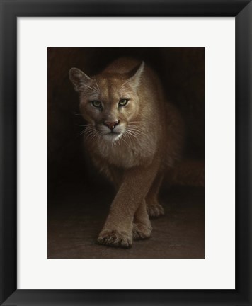 Framed Cougar - Emergence Print