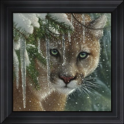 Framed Cougar - Frozen Print