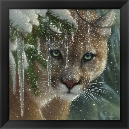 Framed Cougar - Frozen Print