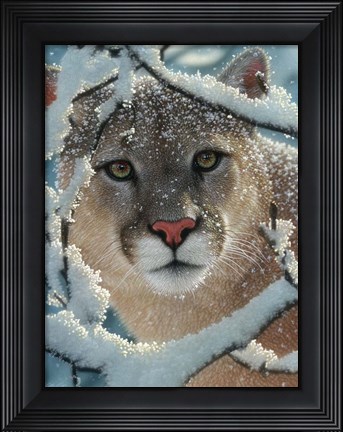 Framed Cougar - Silent Encounter Print