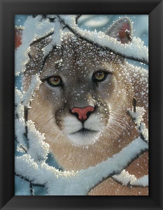 Framed Cougar - Silent Encounter Print