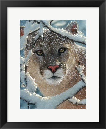 Framed Cougar - Silent Encounter Print