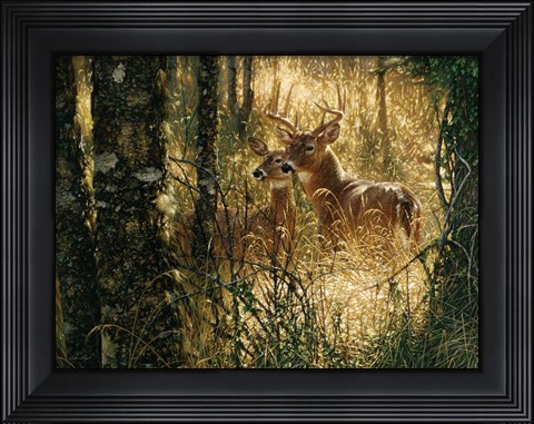 Framed Whitetail Deer - A Golden Moment - Horizontal Print