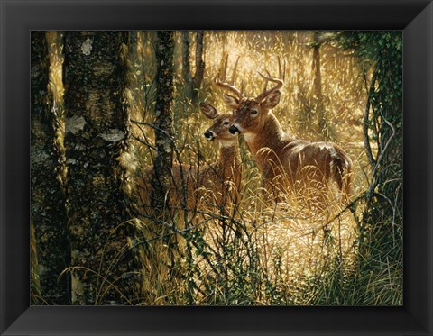 Framed Whitetail Deer - A Golden Moment - Horizontal Print