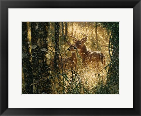 Framed Whitetail Deer - A Golden Moment - Horizontal Print