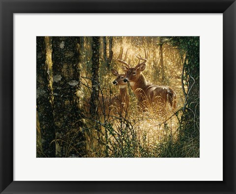 Framed Whitetail Deer - A Golden Moment - Horizontal Print