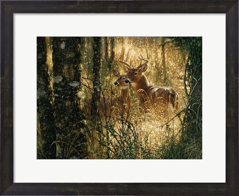 Framed Whitetail Deer - A Golden Moment - Horizontal Print