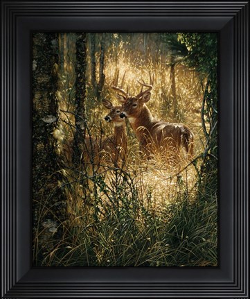 Framed Whitetail Deer - A Golden Moment Print