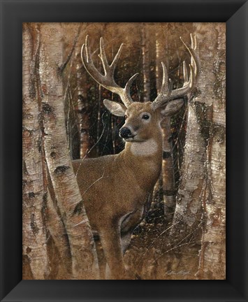 Framed Whitetail Deer - Birchwood Buck Print