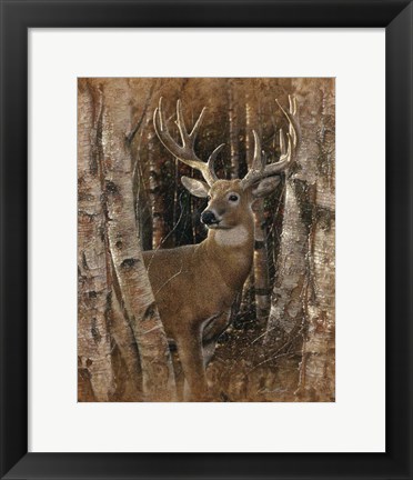 Framed Whitetail Deer - Birchwood Buck Print