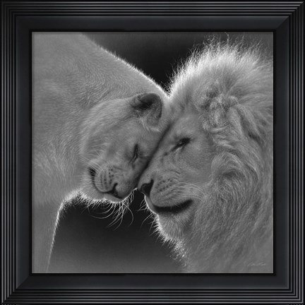 Framed White Lion Love - B&amp;W Print