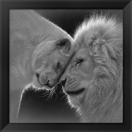 Framed White Lion Love - B&amp;W Print