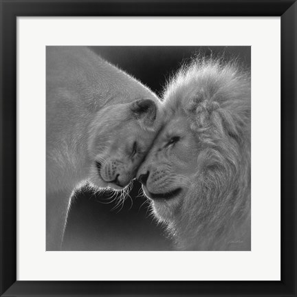 Framed White Lion Love - B&amp;W Print