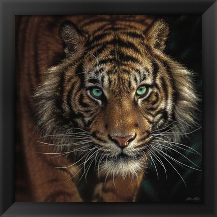 Framed Eye of the Tiger - Square Print