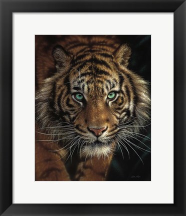 Framed Eye of the Tiger Print