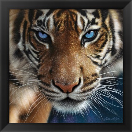 Framed Tiger - Blue Eyes Print