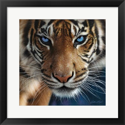 Framed Tiger - Blue Eyes Print