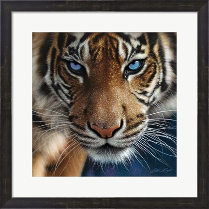 Framed Tiger - Blue Eyes Print