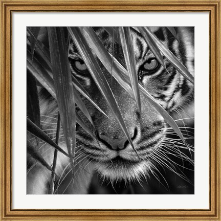 Framed Tiger - Blue Eyes Bamboo - B&amp;W Print