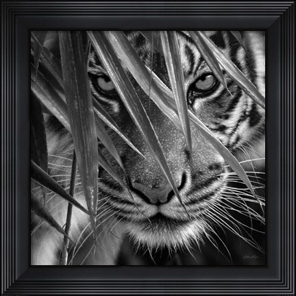 Framed Tiger - Blue Eyes Bamboo - B&amp;W Print