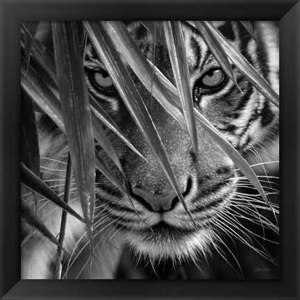 Framed Tiger - Blue Eyes Bamboo - B&amp;W Print