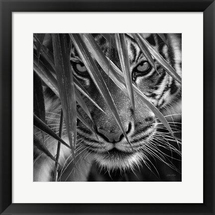 Framed Tiger - Blue Eyes Bamboo - B&amp;W Print