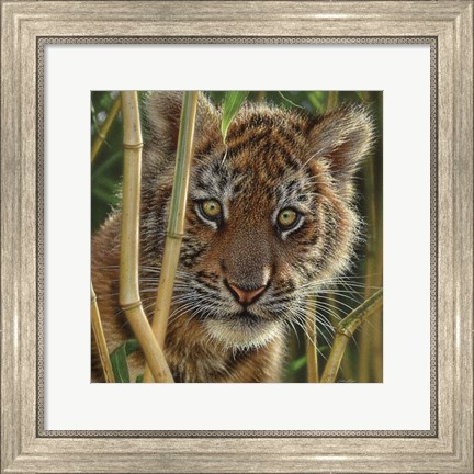 Framed Tiger Cub - Discovery Print