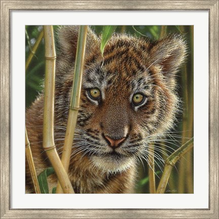 Framed Tiger Cub - Discovery Print