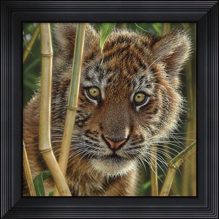 Framed Tiger Cub - Discovery Print