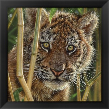 Framed Tiger Cub - Discovery Print