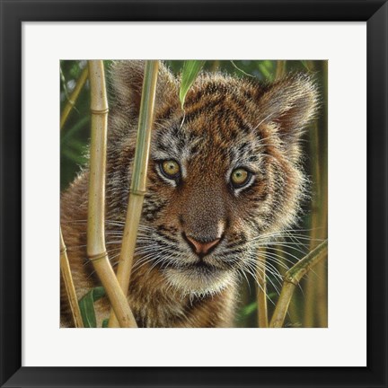 Framed Tiger Cub - Discovery Print