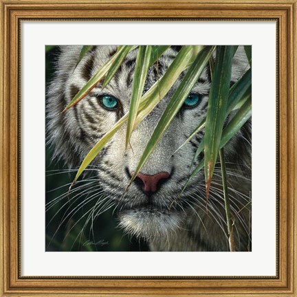 Framed White Tiger Bamboo Forest Print