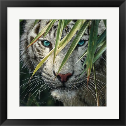 Framed White Tiger Bamboo Forest Print