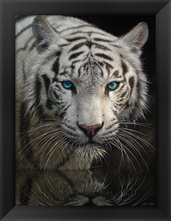 Framed White Tiger - Into the Light Print