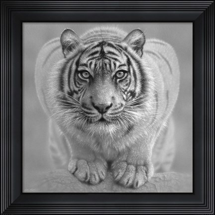 Framed White Tiger - Wild Intentions - B&amp;W Print