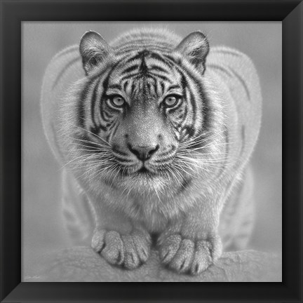 Framed White Tiger - Wild Intentions - B&amp;W Print