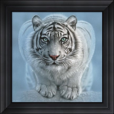 Framed White Tiger - Wild Intentions Square Print