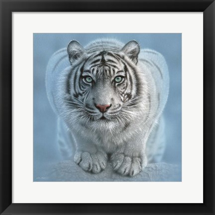 Framed White Tiger - Wild Intentions Square Print