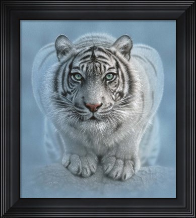 Framed White Tiger - Wild Intentions Print