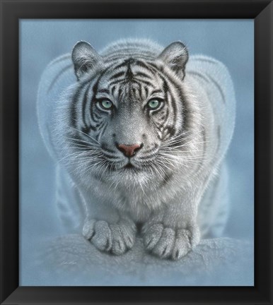 Framed White Tiger - Wild Intentions Print