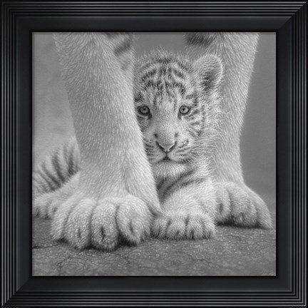Framed White Tiger Cub - Sheltered - B&amp;W Print